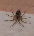 Oecobius_annulipes_D3203_Z_88_Valle Gran Rey_Spanje